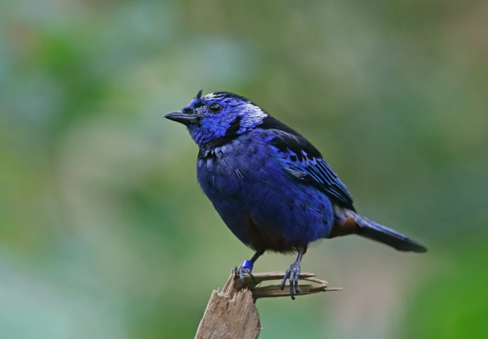 Veilchen-Tangare (Tangara vassorii)