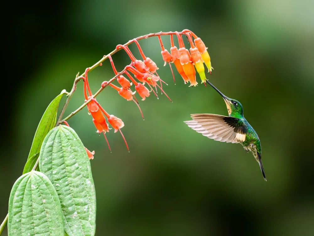 Veilchenohr-Nymphe (Coeligena violifer)