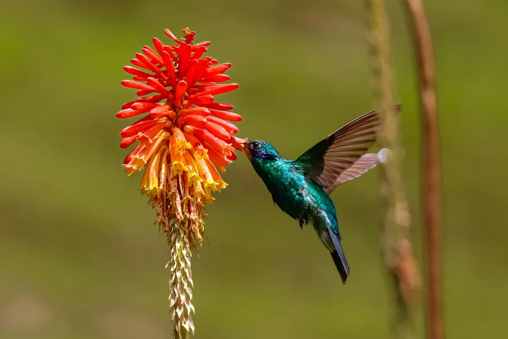 Veilchenohrkolibri (Colibri coruscans)