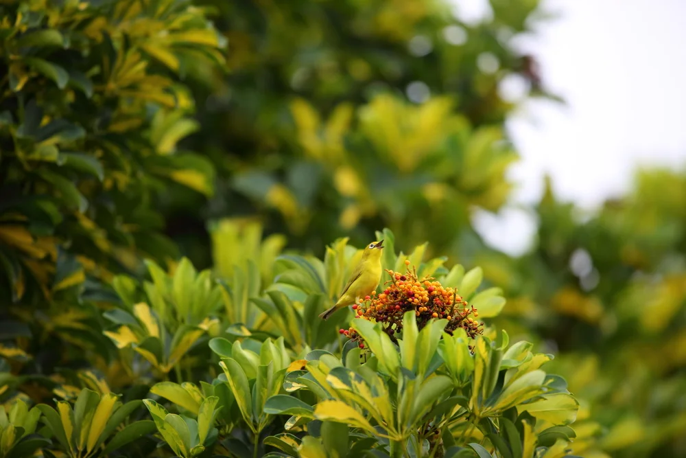 Vella Lavella-Brillenvogel (Zosterops vellalavella)