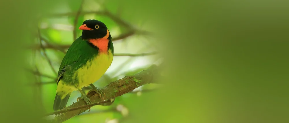 Venezolanische Pipreola (Pipreola jucunda)