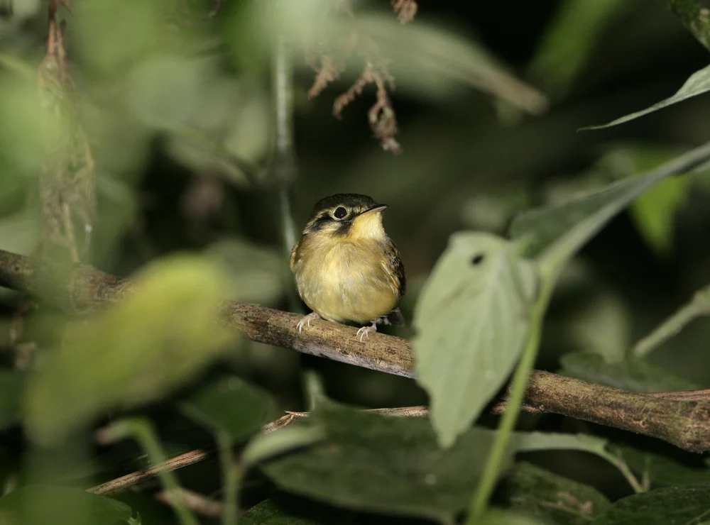 Venezolanischer Blattspäher (Phylloscartes venezuelanus)
