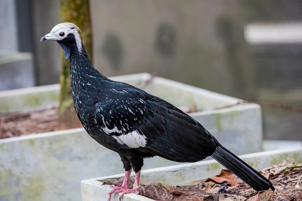 Venezuela-Hokko (Pipile cumanensis)