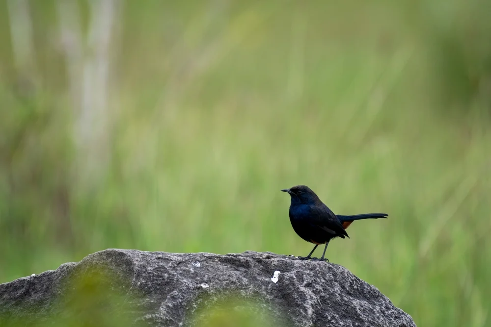 Verborgener Dickichtvogel (Peneothello cryptoleuca)