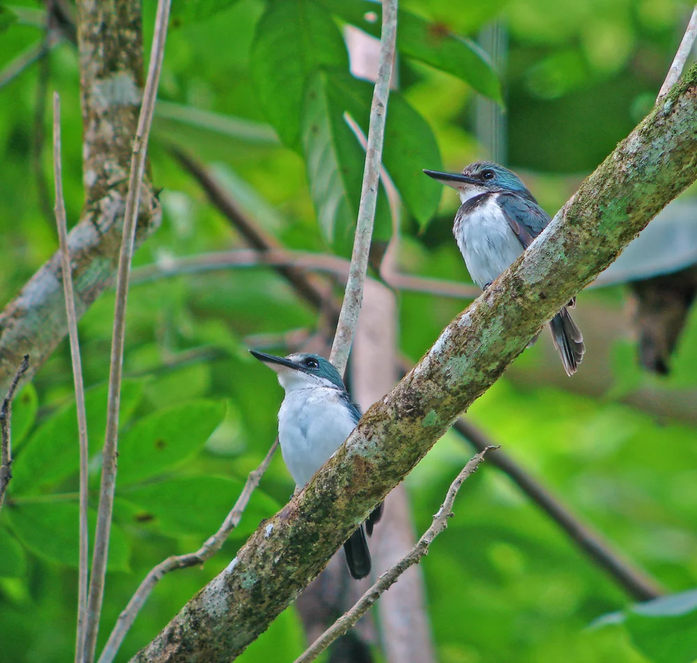 Verehrter Eisvogel (Todiramphus veneratus)
