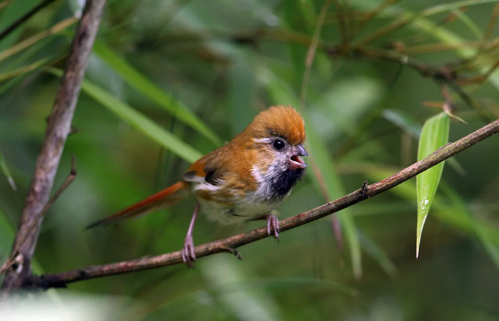 Verreaux Bülbül (Suthora verreauxi)