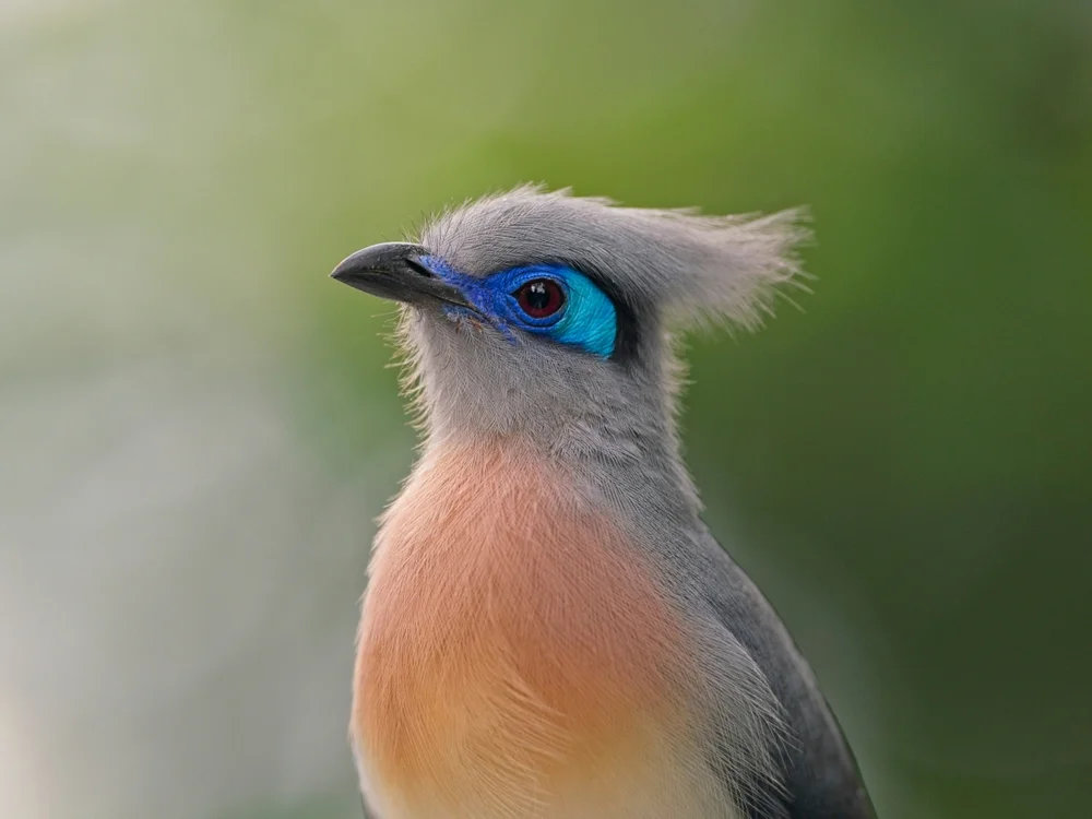 Verreaux-Kuckuck (Coua verreauxi)