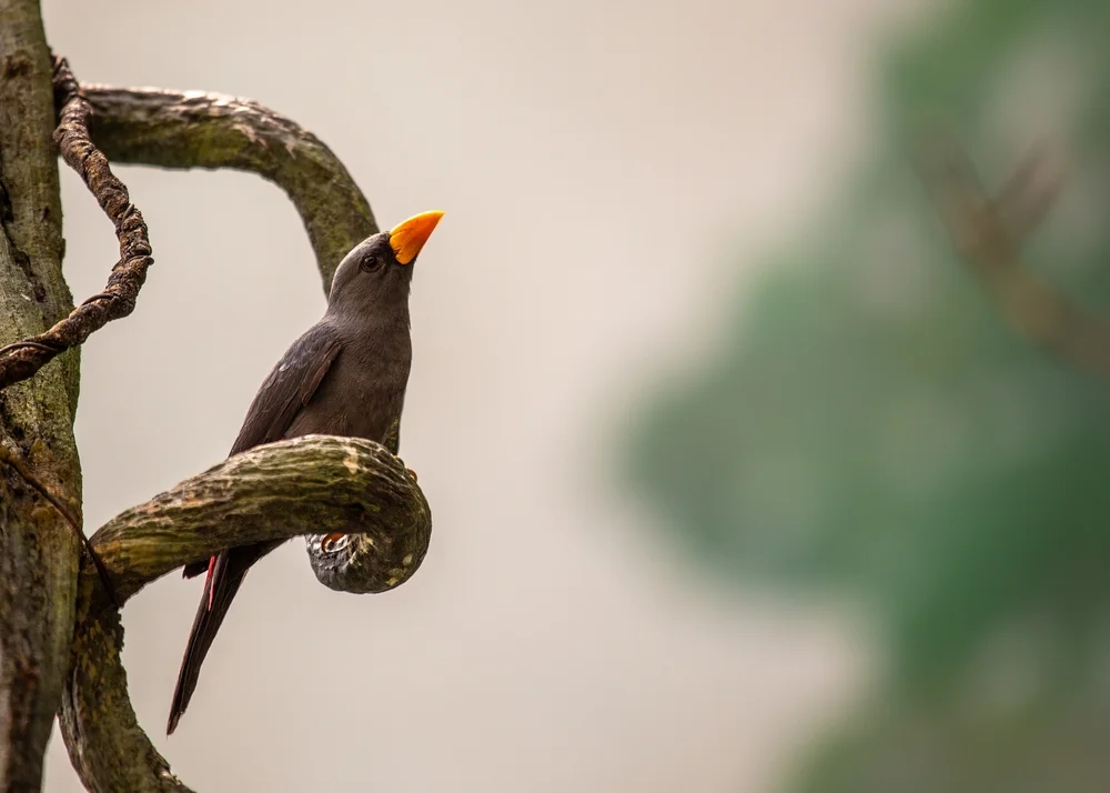 Vertikaler Baumsteiger (Creurgops verticalis)