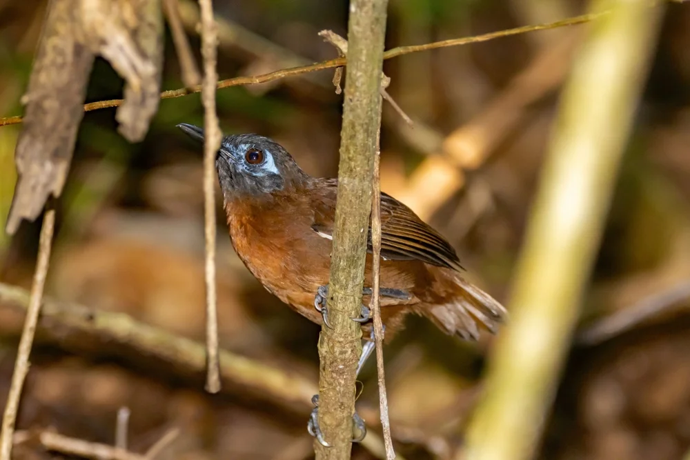Vertriebener Ameisenwürger (Myrmeciza exsul)