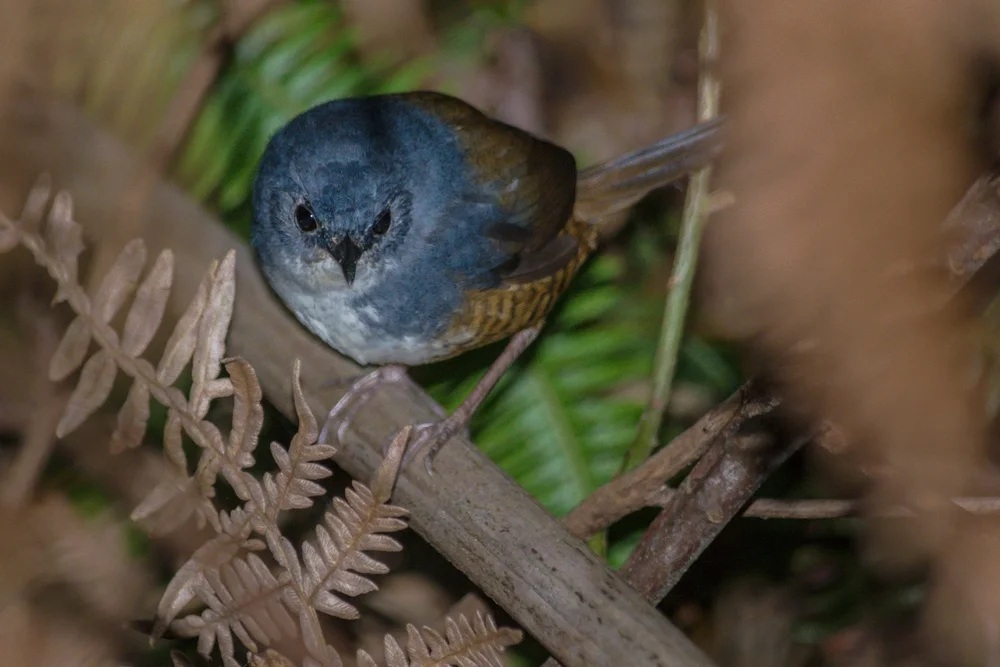 Verwandter Tapaculo (Scytalopus altirostris)