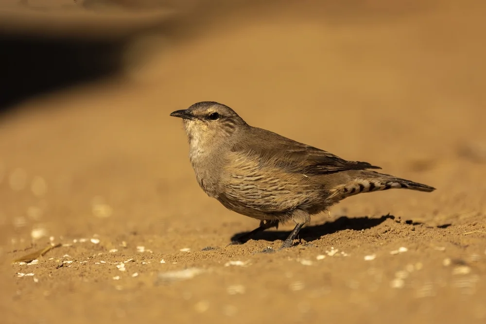 Victoria-Baumsteiger (Climacteris picumnus)