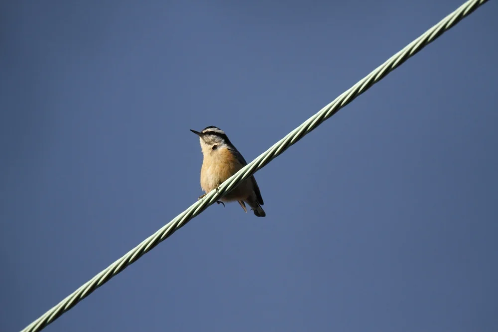 Victorias Kleiber (Sitta victoriae)