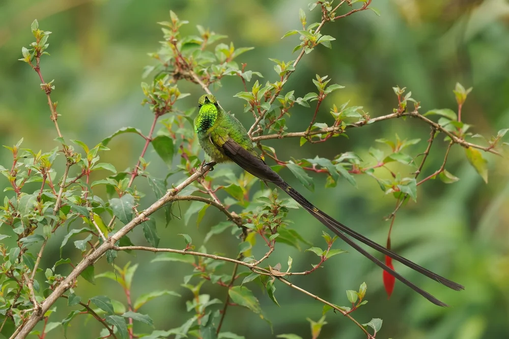 Victorias Zwergkolibri (Lesbia victoriae)