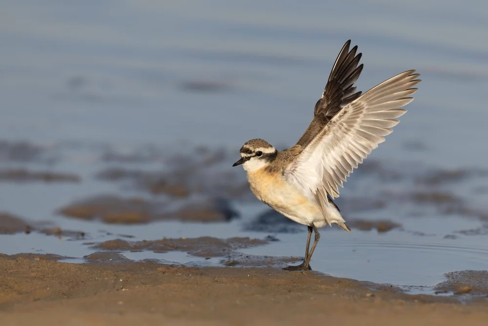 Vieh-Regenpfeifer (Charadrius pecuarius)