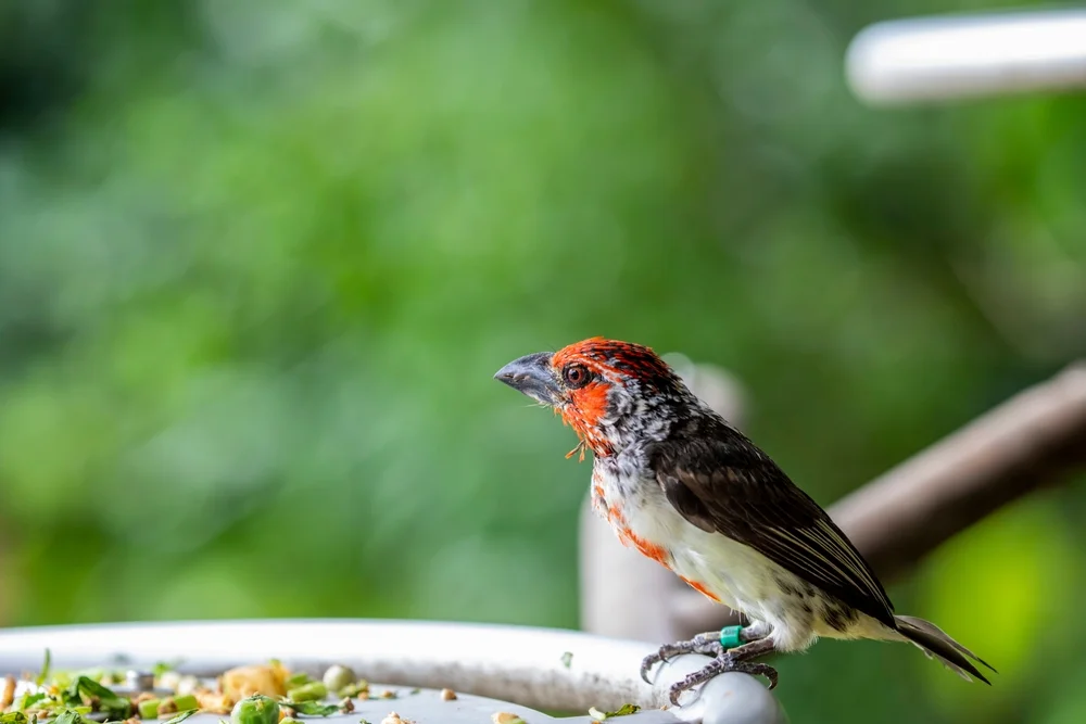 Vieillots Bartvogel (Lybius vieilloti)