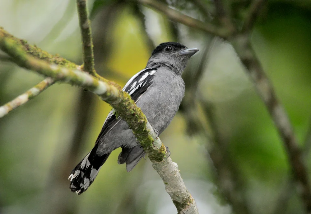 Vielfarben-Breitschnabel (Vielfarben-Breitschnabel)