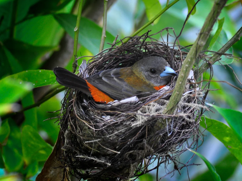 Vielfarben-Honigfresser (Wetmorethraupis sterrhopteron)