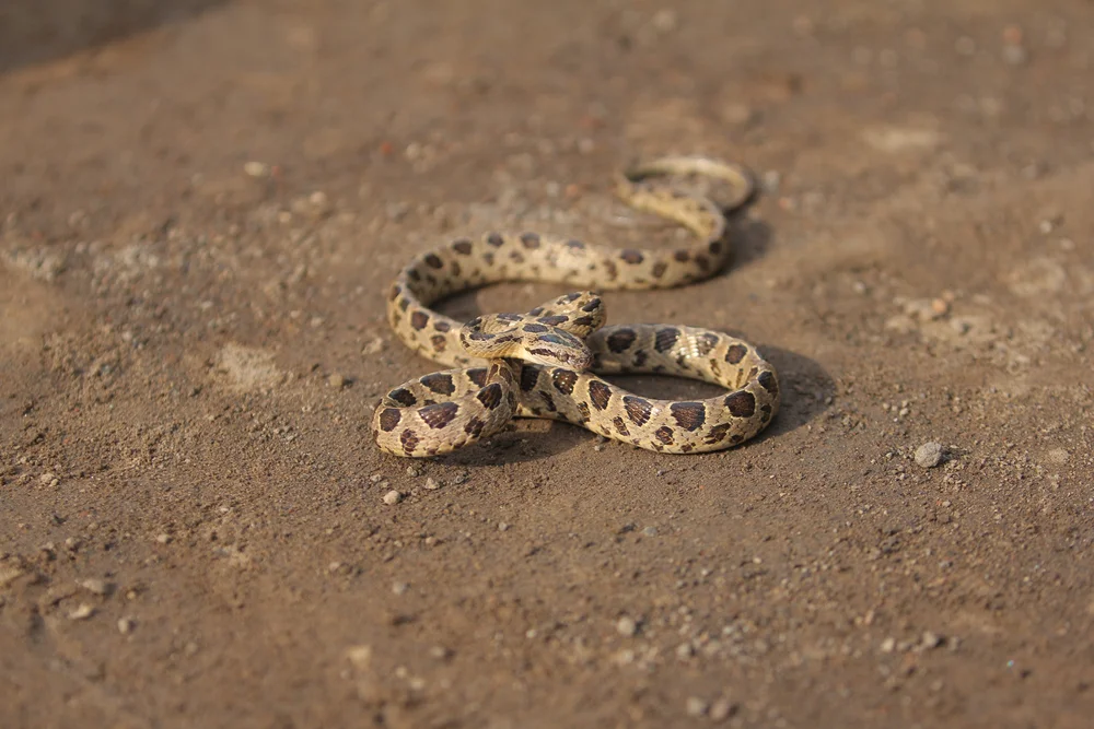 Vielfleck-Katzenotter (Boiga multomaculata)