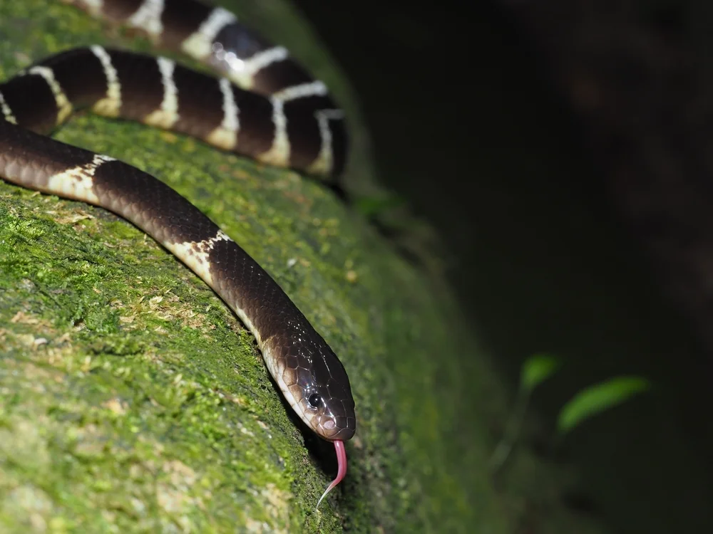 Vielgebänderter Krait (Bungarus multicinctus)
