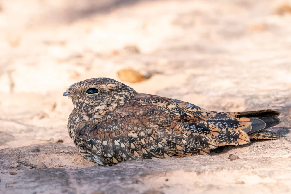 Vielliards Nachtschwalbe (Nyctiprogne vielliardi)