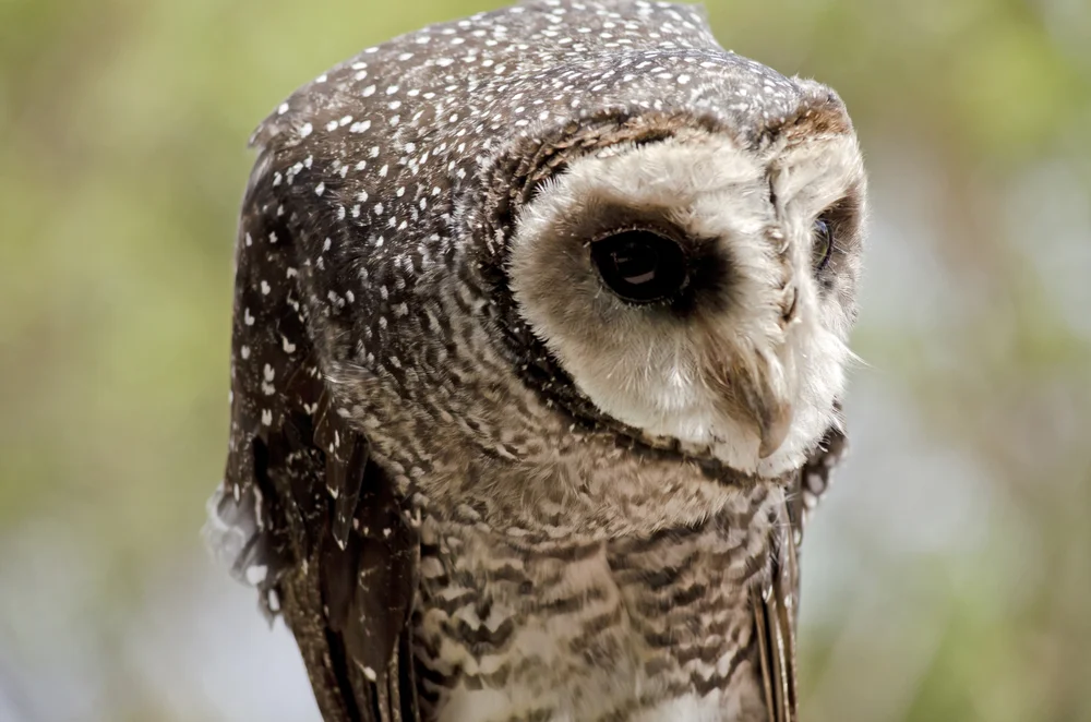 Vielpunkt-Schleiereule (Tyto multipunctata)