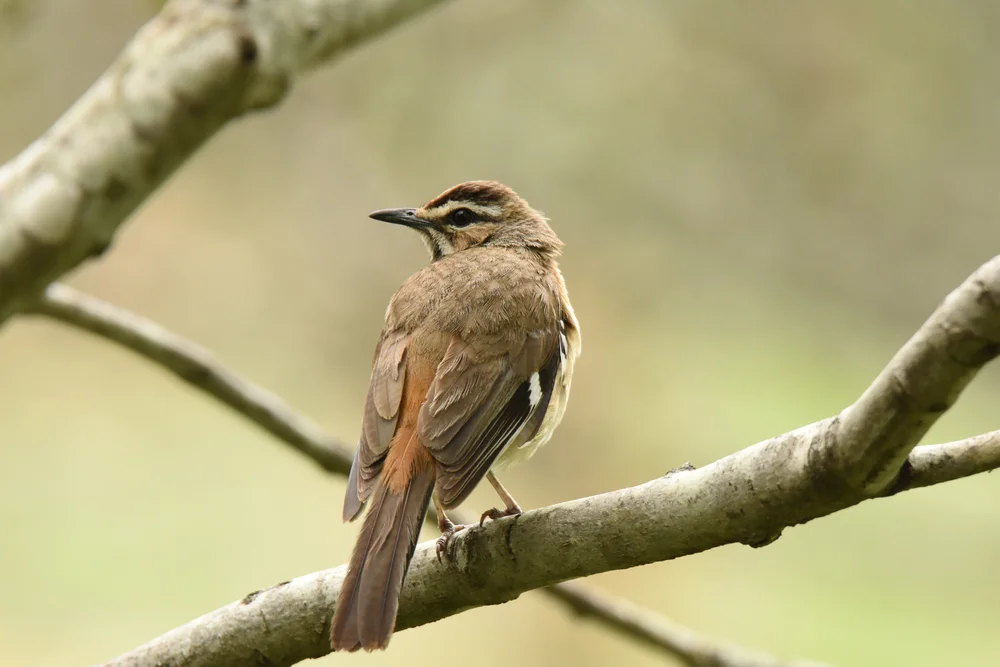 Vierbinden-Wüstensänger (Cercotrichas quadrivirgata)
