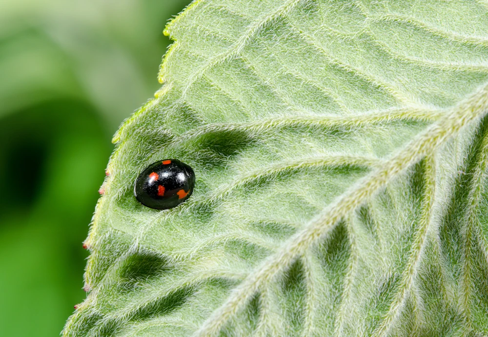 Vierfleckiger Kugelmarienkäfer (Brumus quadripustulatus)