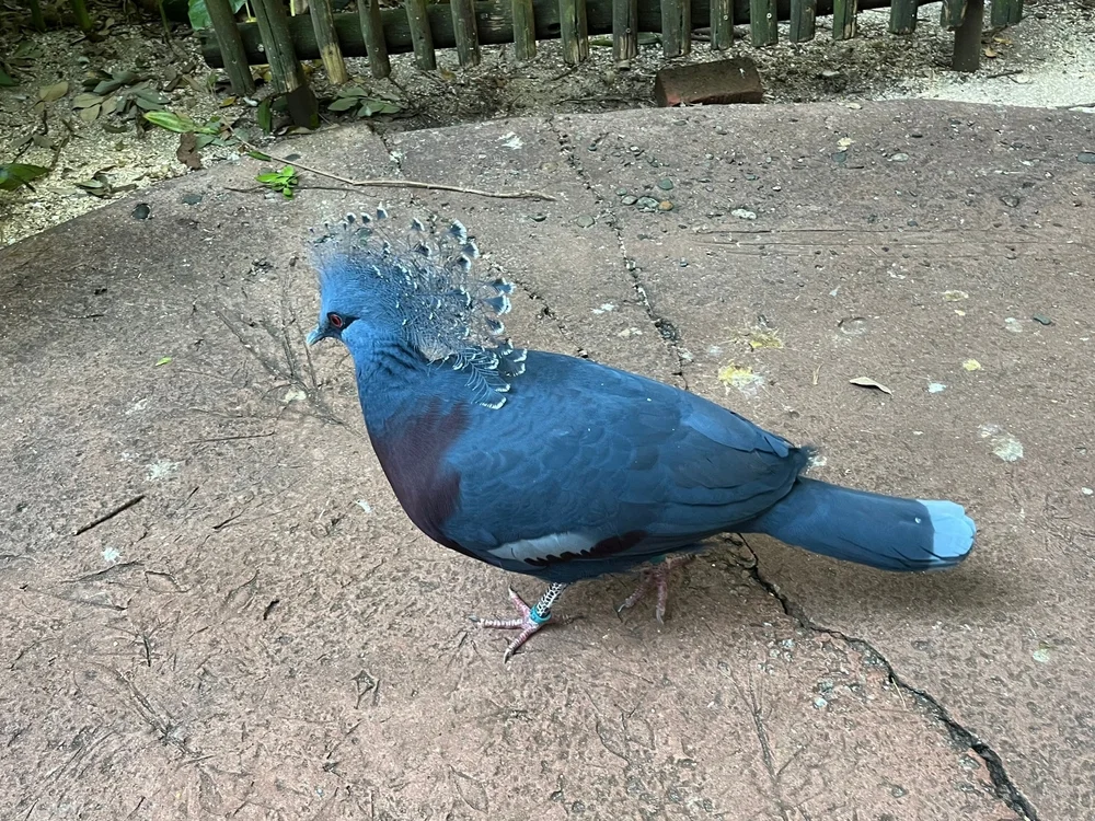 Viktoria-Fruchttaube (Goura victoria)