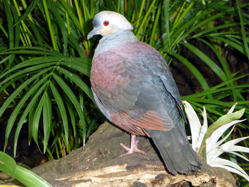 Violett-Fruchttaube (Geotrygon violacea)