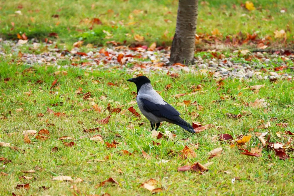 Violett Nacken Krähe (Corvus violaceus)