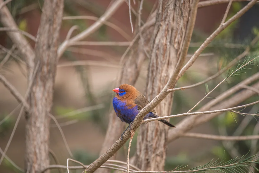 Violettbürzel-Nektarvogel (uraeginthus ianthinogester)