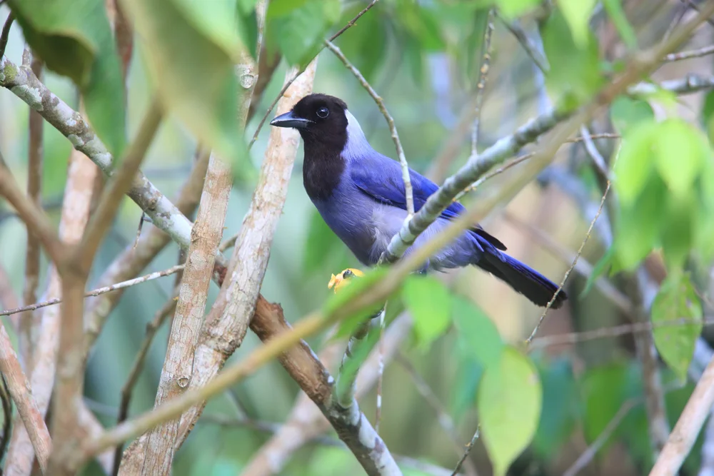 Violetter Gaiskönig (Cyanocorax violaceus)