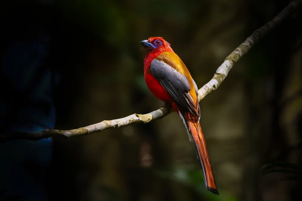 Violetter Quetzal (Trogon surrucura)