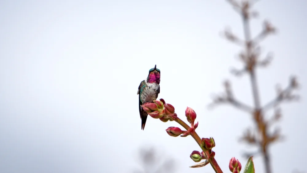 Violettkehlnymphe (Chaetocercus mulsant)
