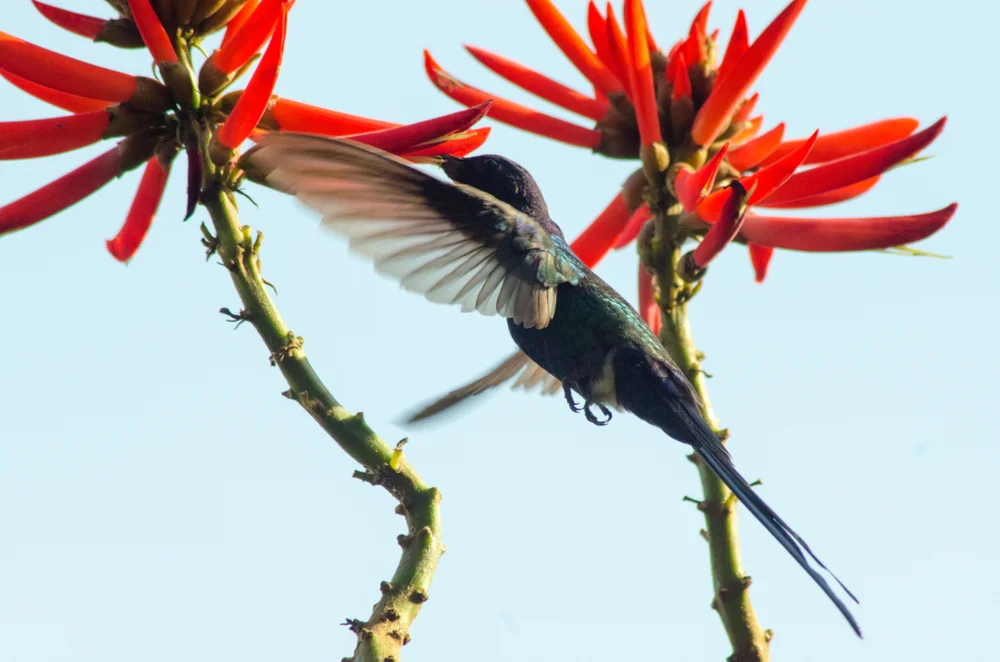 Violettschillertangare (Trochilus scitulus)