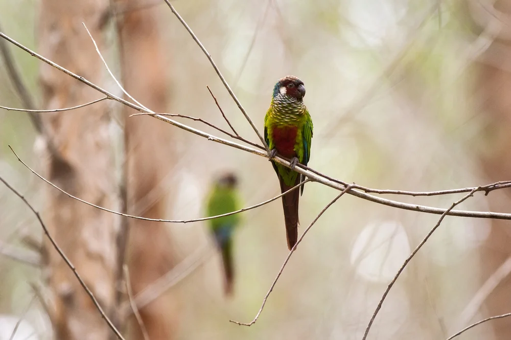 Violettstirnsittich (Pyrrhura egregia)