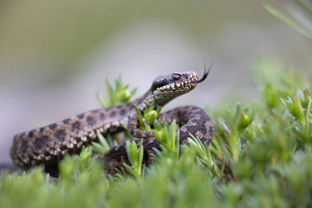Vipera berus