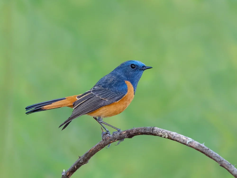 Vorderindien-Grasmücke (Phoenicurus frontalis)
