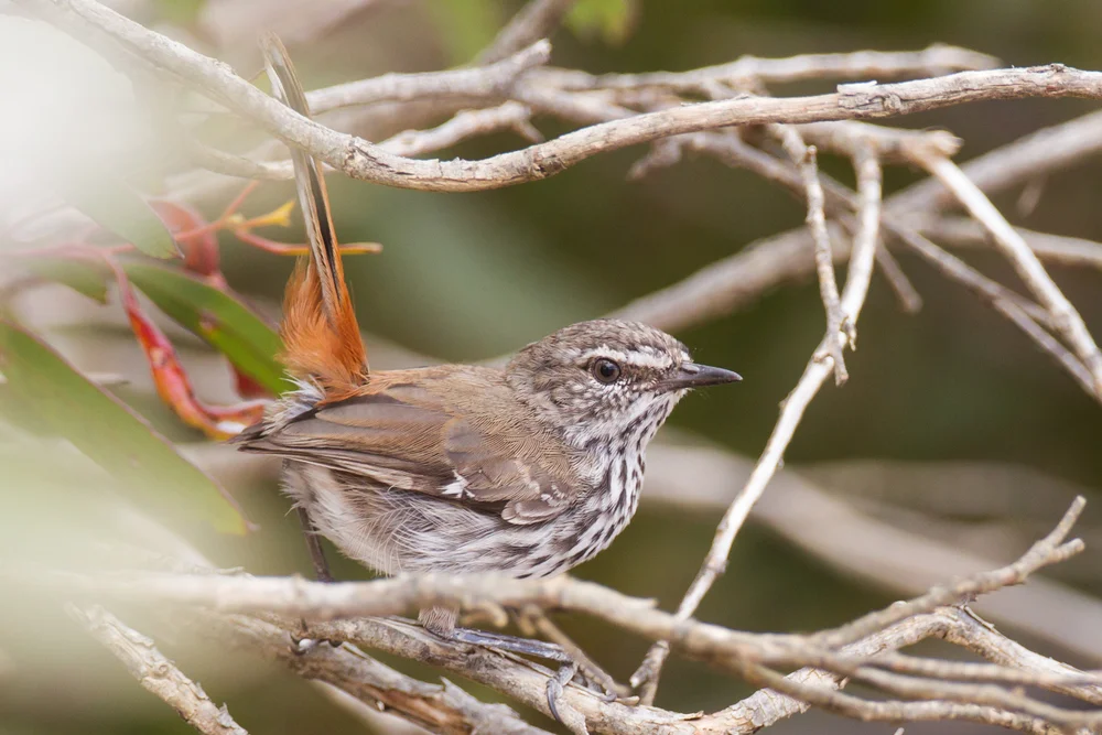 Vorsichtige Heidelschmätzer (Hylacola cauta)
