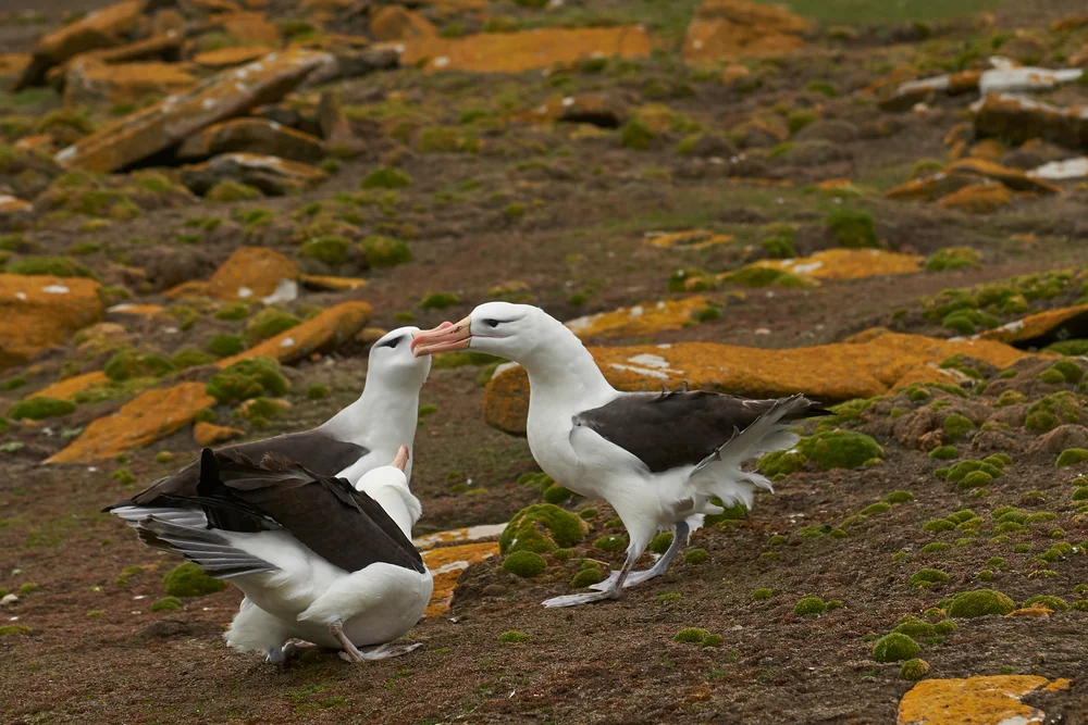Vorsichtiger Albatros (Thalassarche cauta)