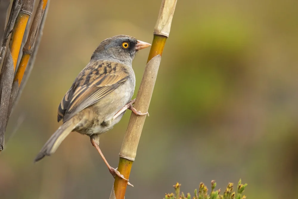 Vulkanammer (Junco vulcani)
