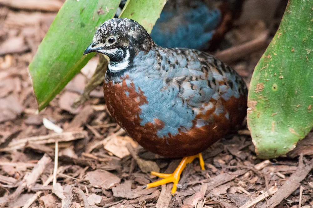 Wachtel (Coturnix coturnix)