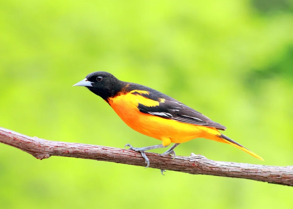 Waglers Trupial (Icterus wagleri)