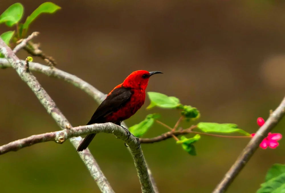 Wahe-Honigfresser (Myzomela wahe)