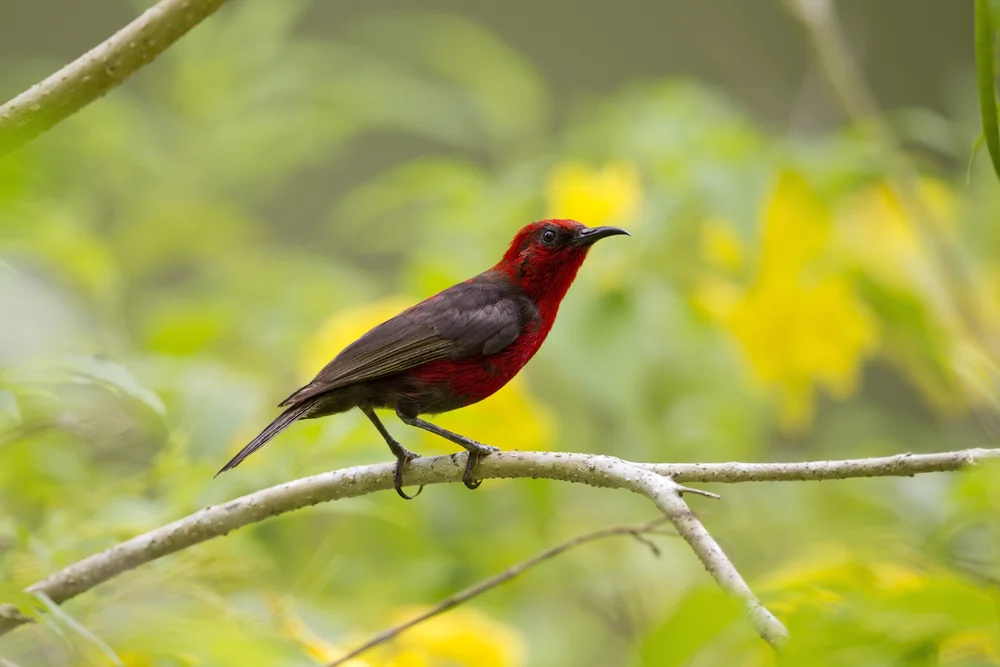Wakolo-Honigfresser (Myzomela wakoloensis)