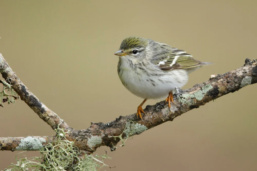 Wald-Blattspäher (Phylloscartes sylviolus)