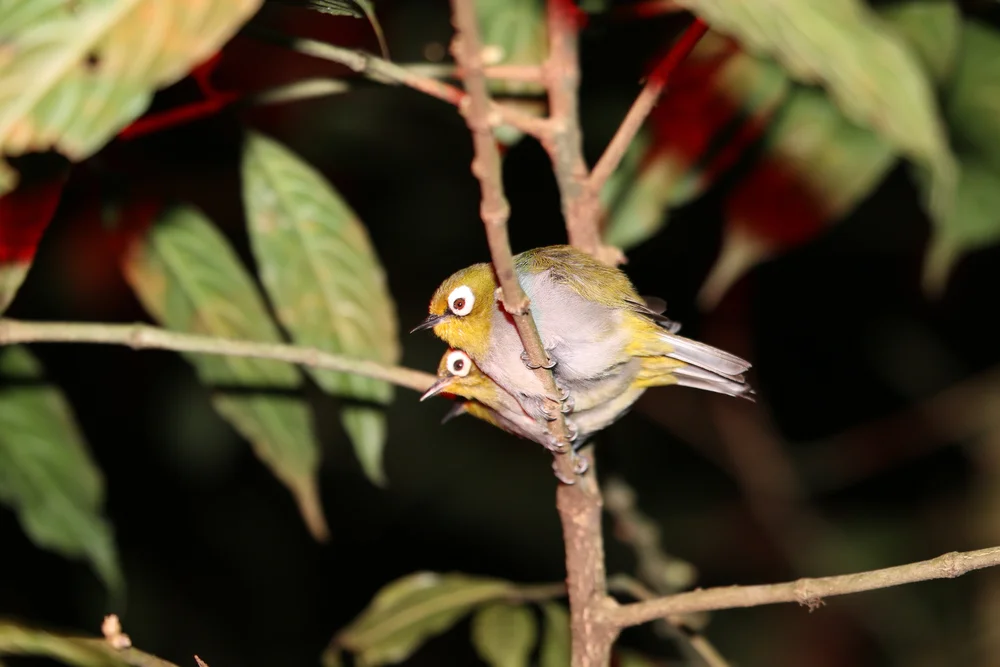 Wald-Brillenvogel (Zosterops silvanus)