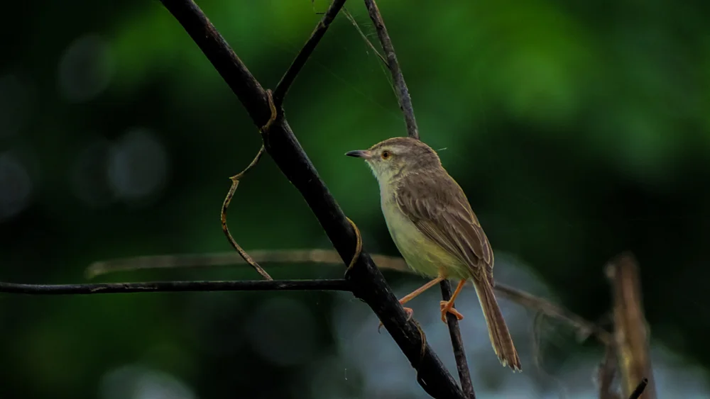 Wald-Grasmückenrohrsänger (Prinia sylvatica)