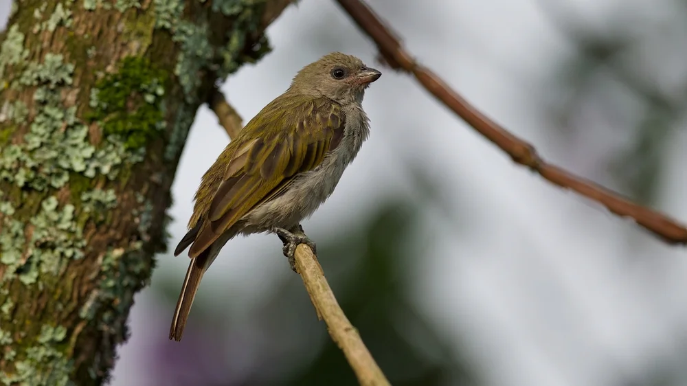 Wald-Honiganzeiger (Indicator meliphilus)
