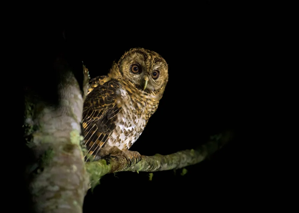 Wald-Kauz (Strix hadorami)